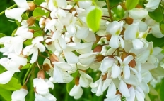 アカシアの花