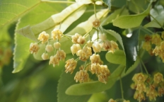 ボダイジュの花
