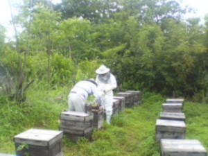 蜜蜂の病気の検査