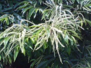栗の花