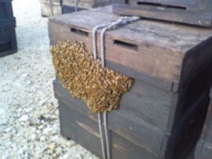 蜜蜂の分蜂