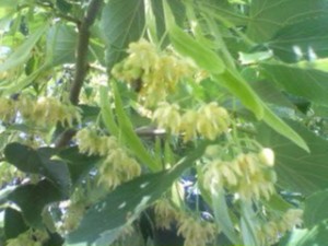 シナの花咲き始め