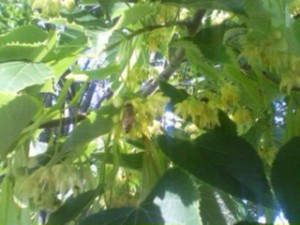 シナの花咲き始め
