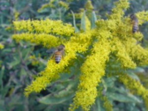 黄金草の蜜を吸う蜜蜂