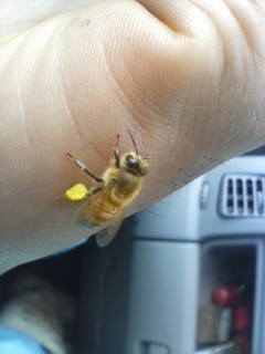 花粉を付けている蜜蜂