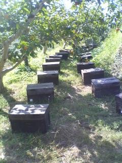 柿畑に置かれる巣箱