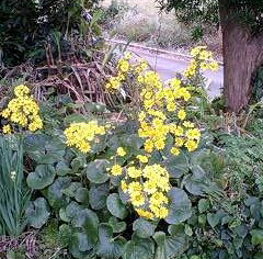 つわの花