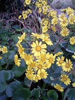 つわの花