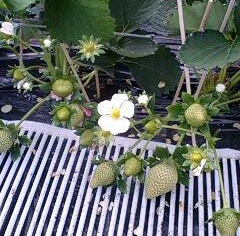 イチゴの花