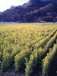 福岡の菜の花畑