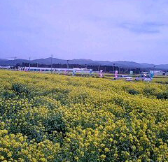 菜の花祭り