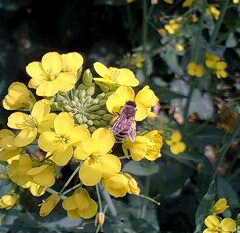 菜の花とミツバチ