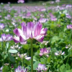 綺麗なレンゲの花