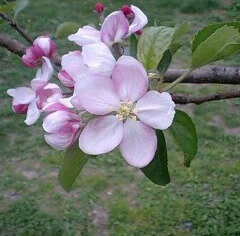 リンゴの花開花