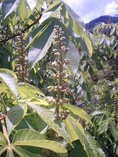 一週間前のトチの花