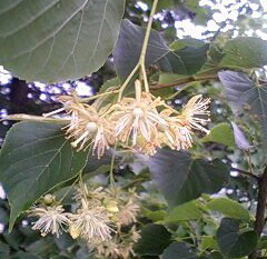シナの花