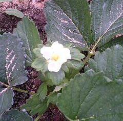 いちごの花