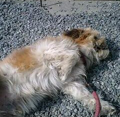 愛犬 五右衛門