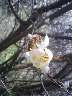 梅の花とミツバチ
