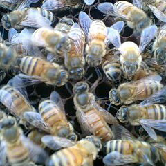 女王蜂と働き蜂