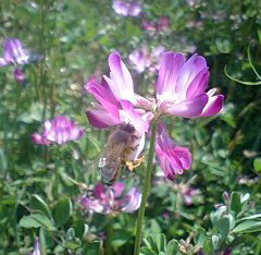 レンゲの花とミツバチ