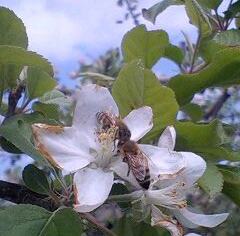 リンゴの花に2匹のミツバチ