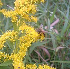 黄金草とミツバチ