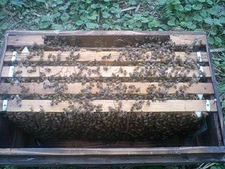 巣箱の中のミツバチ