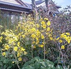 ツワの花