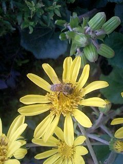 ツワの花とミツバチ