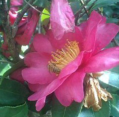 椿の花