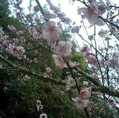 梅の花