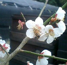 白梅の花