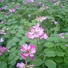 レンゲの花
