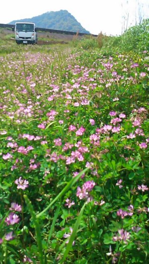 レンゲの花