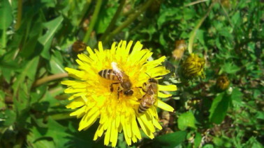 タンポポの花にとまるミツバチ