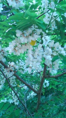 アカシアの花