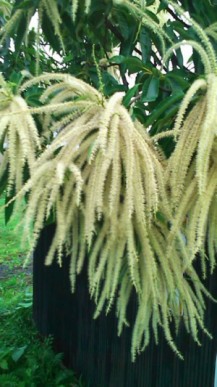 栗の花