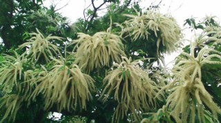 栗の花