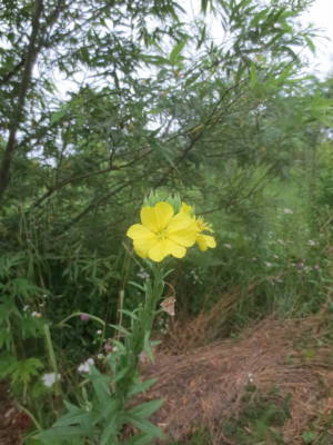 今年の月見草