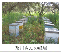 及川さんの蜂場