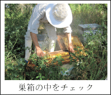 巣箱の中をチェック