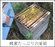 蜂蜜たっぷりの巣箱