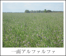一面アルファルファ