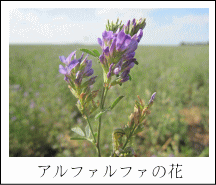 アルファルファの花