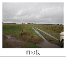 雨の後