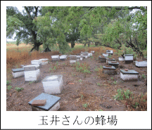 玉井さんの蜂場