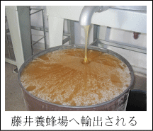 藤井養蜂場へ輸出される