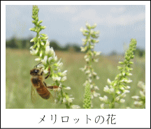 メリロットの花