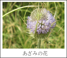 あざみの花